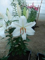 [4312 Nobel GA No301.JPG]